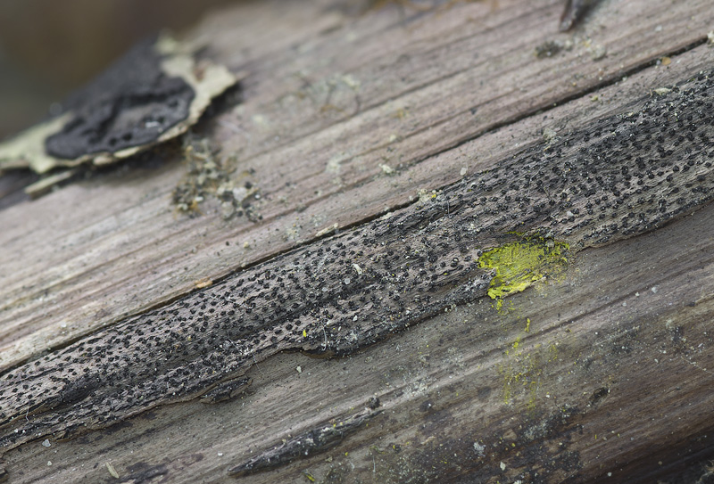 Eutypa flavovirens